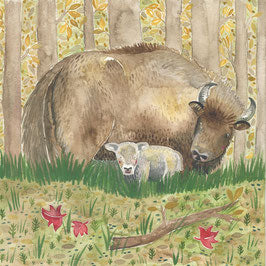 Animals of the forest - bison, bear & Co.
